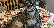 Sir Oliver is registered to the contest to win money with this photo: cat, tabby, table, tablecloth, pumpkin, indoor, furniture, chair, home, relaxed, pet, animal, curious, collar, green_collar, white_paws, autumn, decor, orange, brown