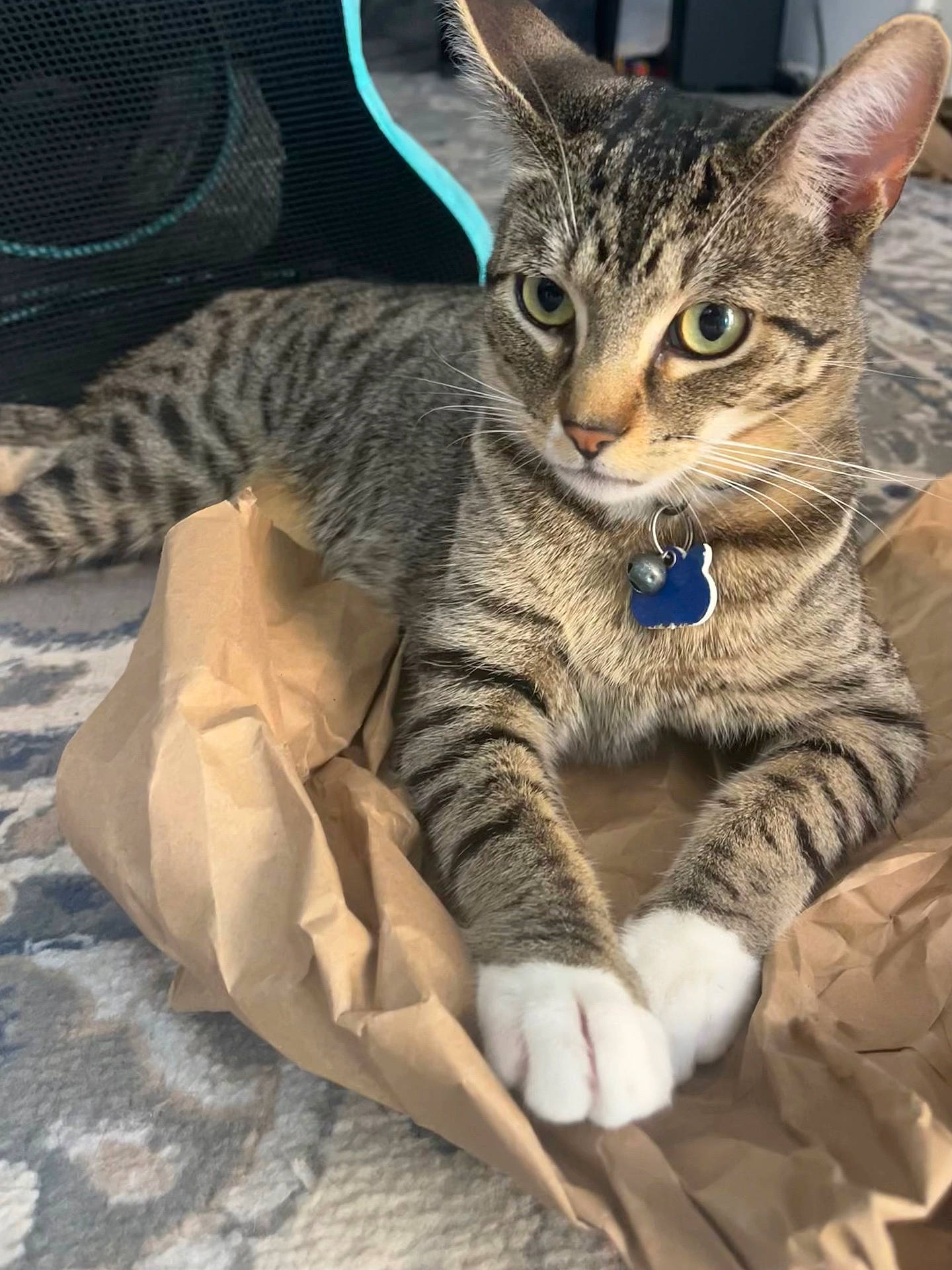 animal, bell, carpet, cat, chair, close_up, collar, crumpled_paper, cute, domestic, feline, indoor, mammal, pet, portrait, relaxed, striped, tabby, tag, white_paws