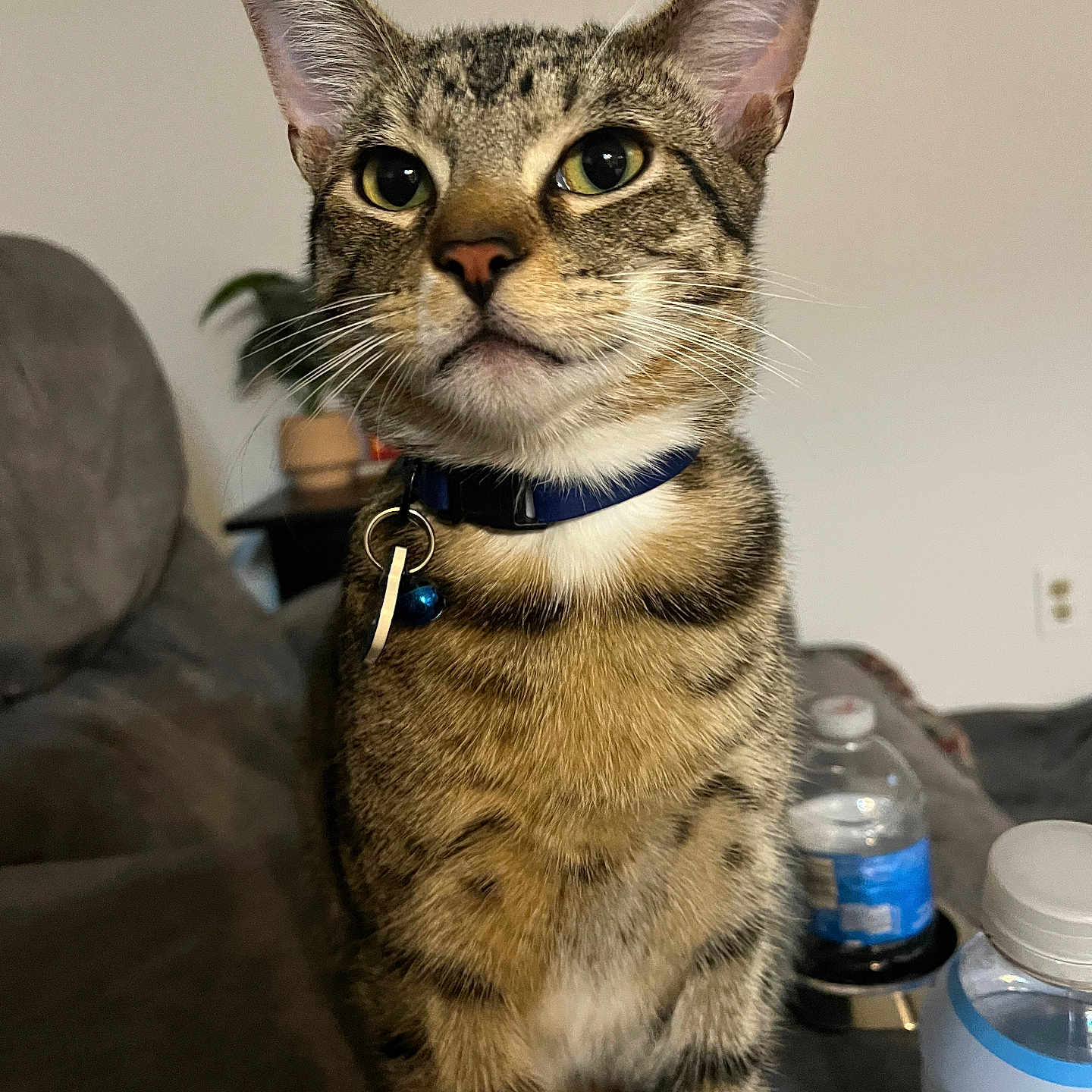 Sir Finn is registered to the contest to win money with this photo: cat, tabby, collar, bell, pet, indoor, furniture, couch, plant, water_bottle, curious, animal, domestic, whiskers, ears, fur, closeup, portrait, household, living_room