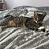 Sir Finn is registered to the contest to win money with this photo: cat, tabby, bed, paisley_pattern, blanket, indoor, feline, pet, resting, paws, fur, animal, collar, relaxed, domestic, cute, looking, comfortable, striped, whiskers