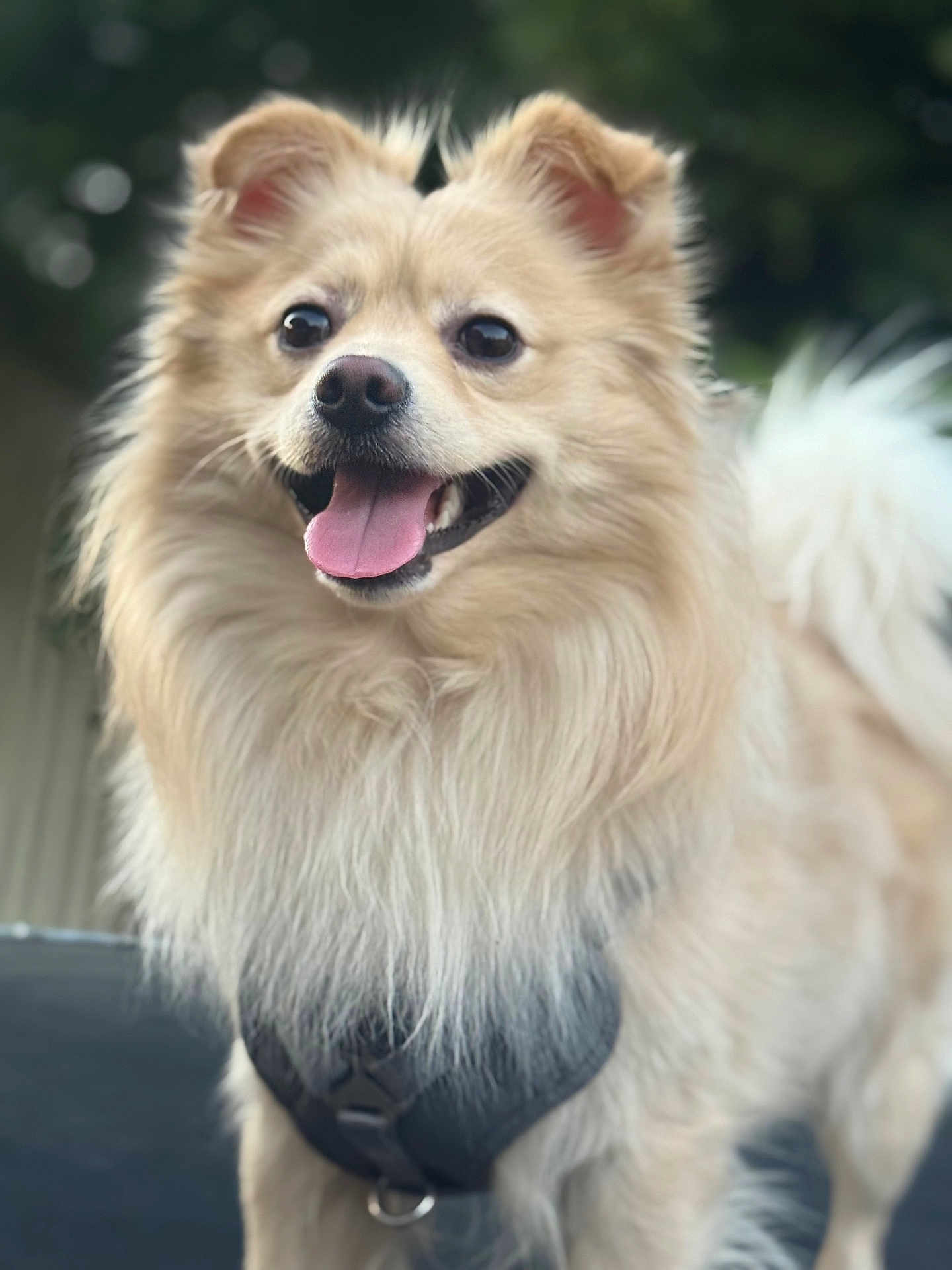 Kiko