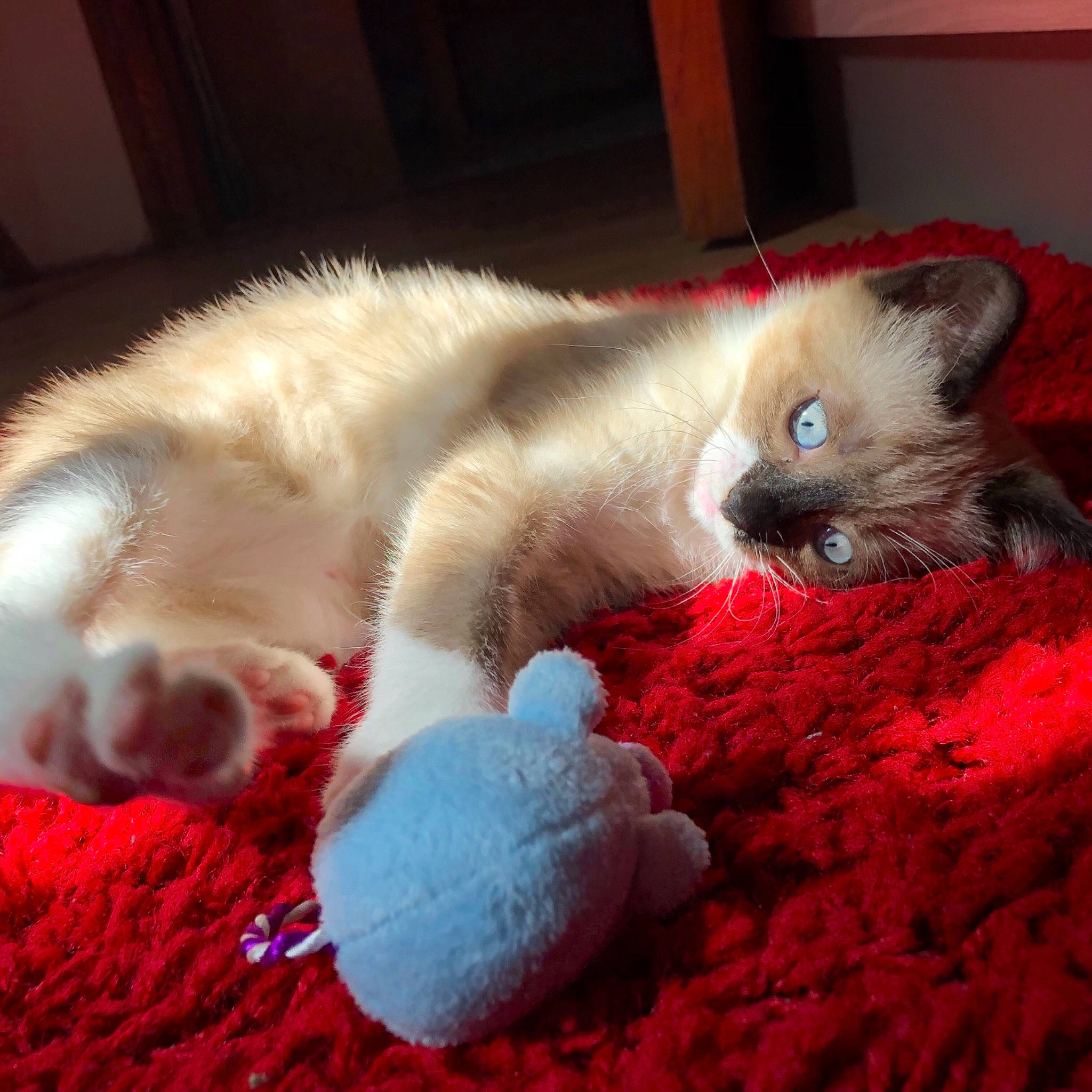 Loupy a rejoint le concours — aidez-le/la à gagner de superbes lots ! balinese, birman, carnivore, cat, claw, colorpoint_shorthair, fawn, felidae, fur, kitten, mammal, nap, ojos_azules, ragdoll, sleep, small_to_medium_sized_cats, snowshoe, textile, whiskers