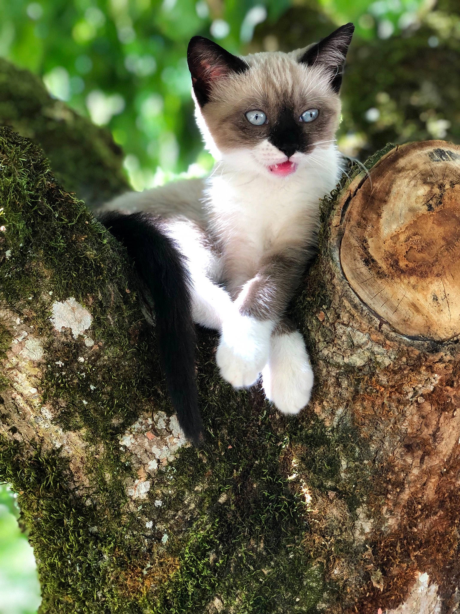 Loupy a rejoint le concours — aidez-le/la à gagner de superbes lots ! carnivore, cat, domestic_short_haired_cat, eye, fawn, felidae, german_rex, kitten, mammal, ojos_azules, organism, plant, ragdoll, small_to_medium_sized_cats, snowshoe, thai, tree, trunk, whiskers, wildlife