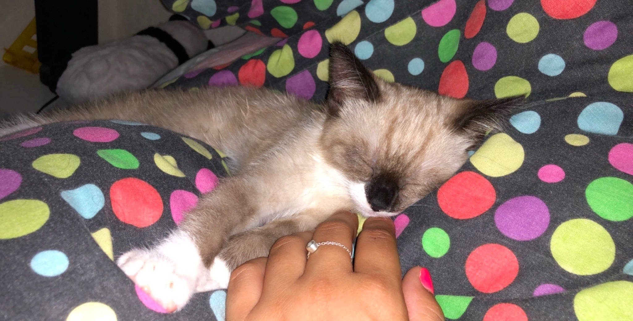 Loupy a rejoint le concours — aidez-le/la à gagner de superbes lots ! asian, balinese, birman, carnivore, cat, colorpoint_shorthair, fawn, felidae, himalayan, kitten, mammal, paw, ragdoll, siamese, singapura, small_to_medium_sized_cats, snowshoe, thai, tonkinese, whiskers