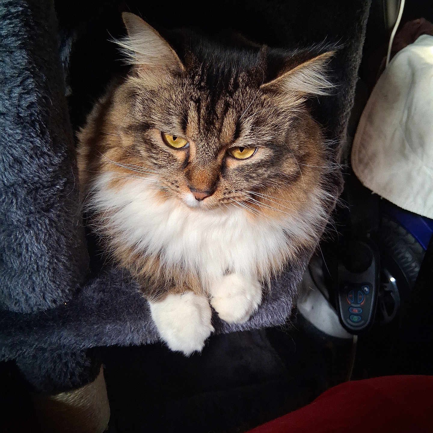 Momma Kitty