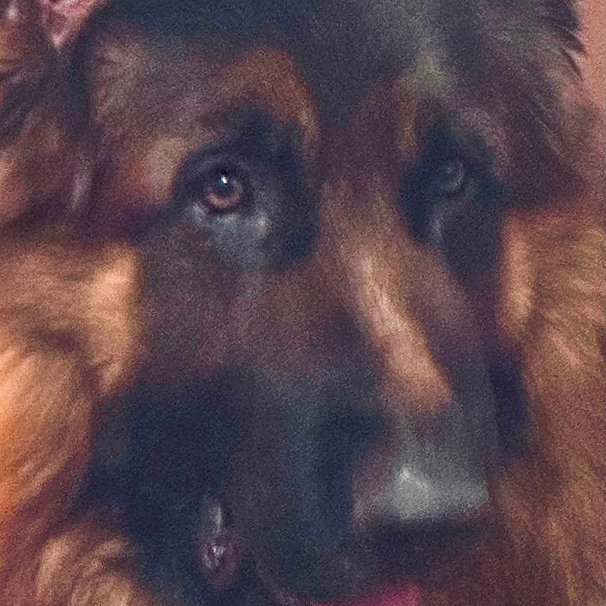 Amel Viguier participe au concours pour gagner de l'argent avec cette photo : animal, black, brown, canine, close_up, cute, dog, ears, expression, face, friendly, fur, german_shepherd, indoor, looking, mammal, nose, pet, portrait, tongue