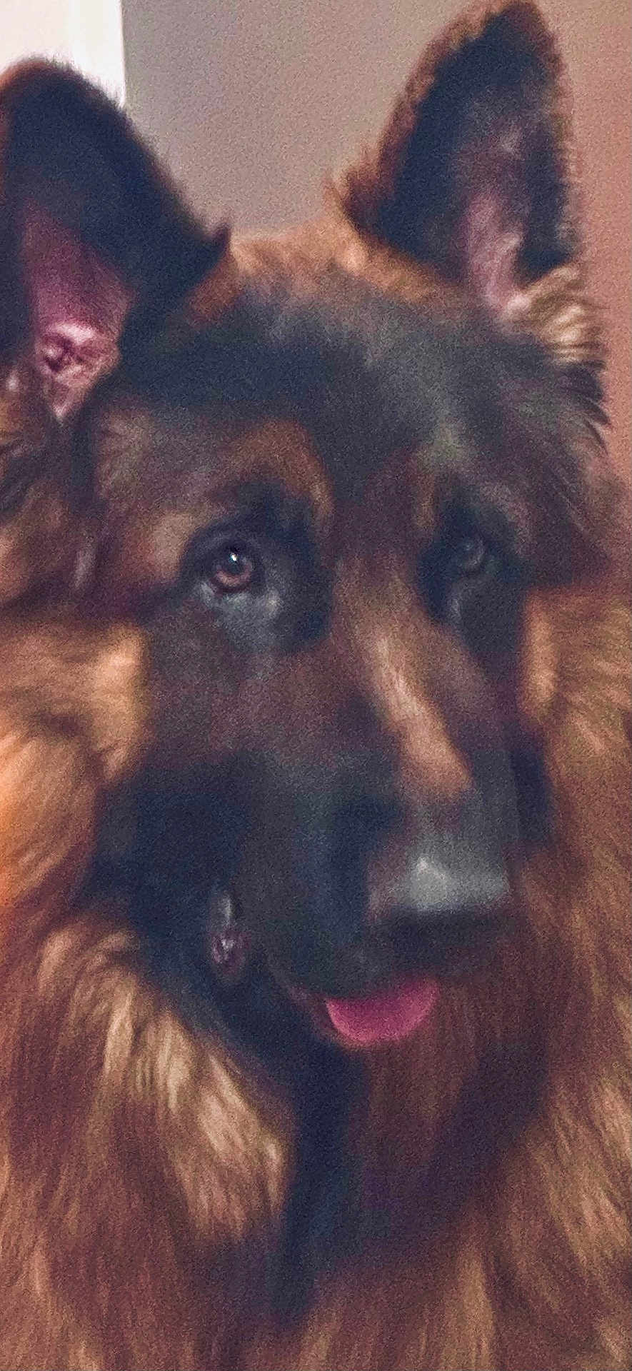 Amel Viguier participe au concours pour gagner de l'argent avec cette photo : dog, german_shepherd, close_up, fur, ears, tongue, pet, animal, mammal, portrait, indoor, brown, black, face, canine, looking, cute, friendly, nose, expression