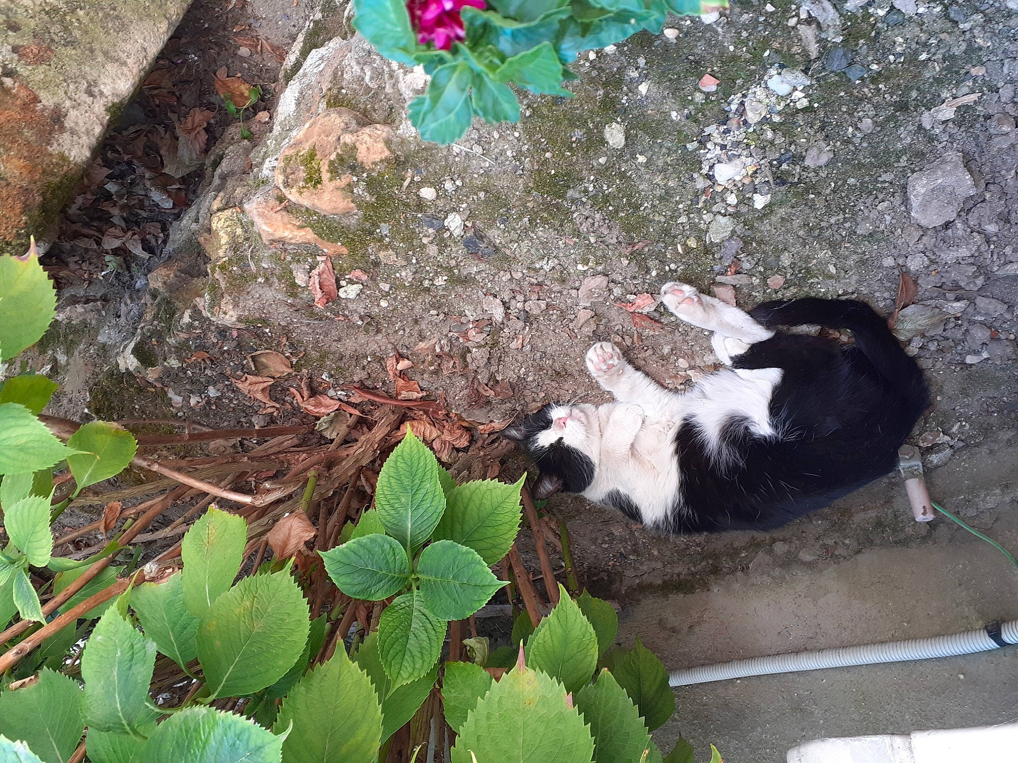 Pirouette participe au concours pour gagner de l'argent avec cette photo : annual_plant, carnivore, cat, domestic_short_haired_cat, felidae, flower, fur, grass, green, groundcover, herb, leaf, petal, plant, small_to_medium_sized_cats, soil, tail, terrestrial_animal, terrestrial_plant, whiskers