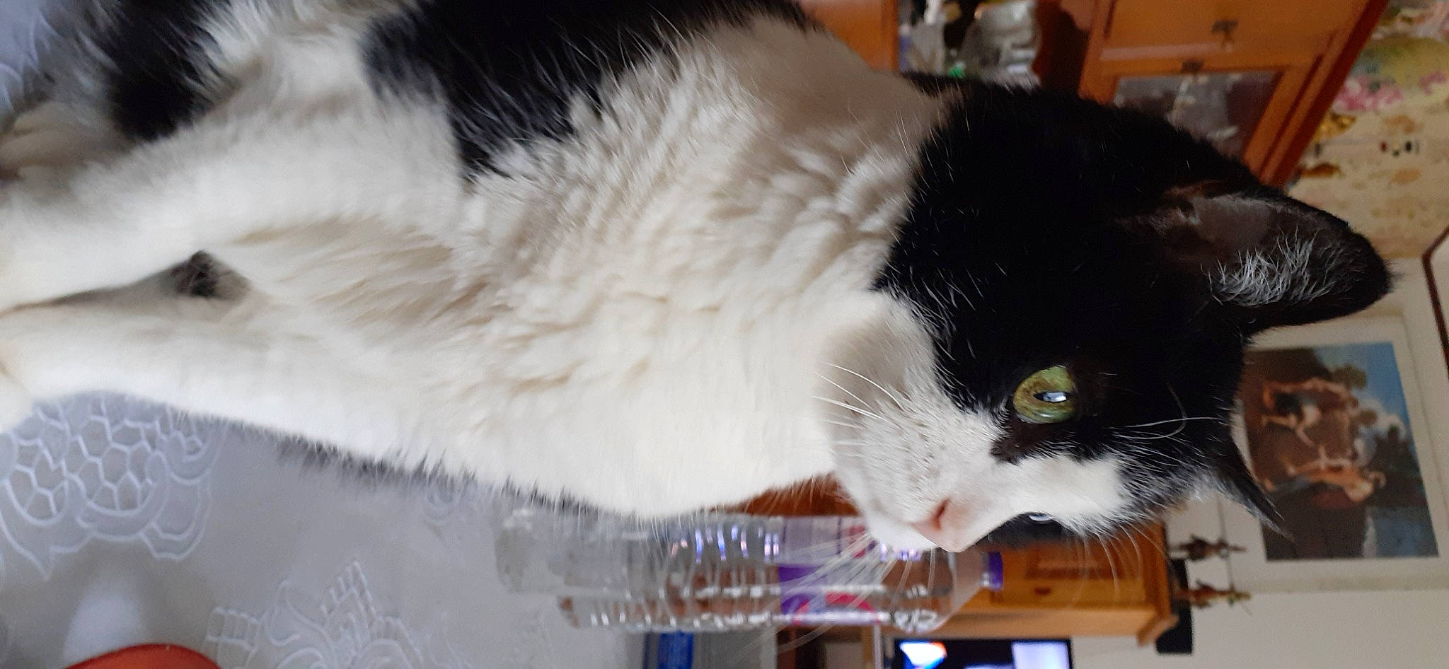 Pirouette a rejoint le concours — aidez-le/la à gagner de superbes lots ! carnivore, cat, cat_supply, collar, comfort, domestic_short_haired_cat, felidae, fur, paw, small_to_medium_sized_cats, snout, tail, whiskers, window