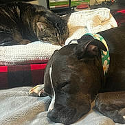 Bella joined the competition — help win amazing prizes! dog, cat, sleeping, blanket, collar, pet, indoor, cozy, resting, fur, animal, domestic, companion, brown, black, white, striped, furniture, stack, electronics