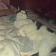 Jezebel joined the competition — help win amazing prizes! cat, animal, pet, white_cat, black_spots, lying_down, bed, blanket, indoor, cozy, fur, paw, toy, resting, cute, domestic, feline, relaxed, home, curious_eyes