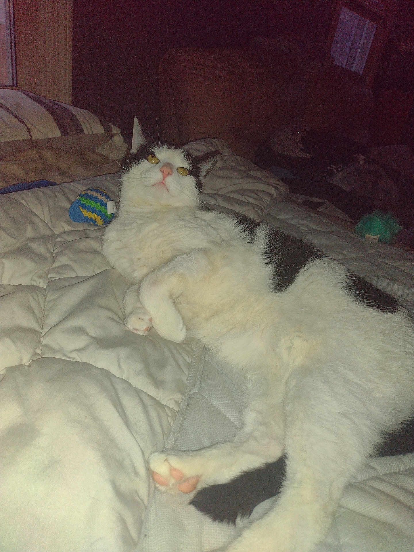 Jezebel joined the competition — help win amazing prizes! cat, animal, pet, white_cat, black_spots, lying_down, bed, blanket, indoor, cozy, fur, paw, toy, resting, cute, domestic, feline, relaxed, home, curious_eyes