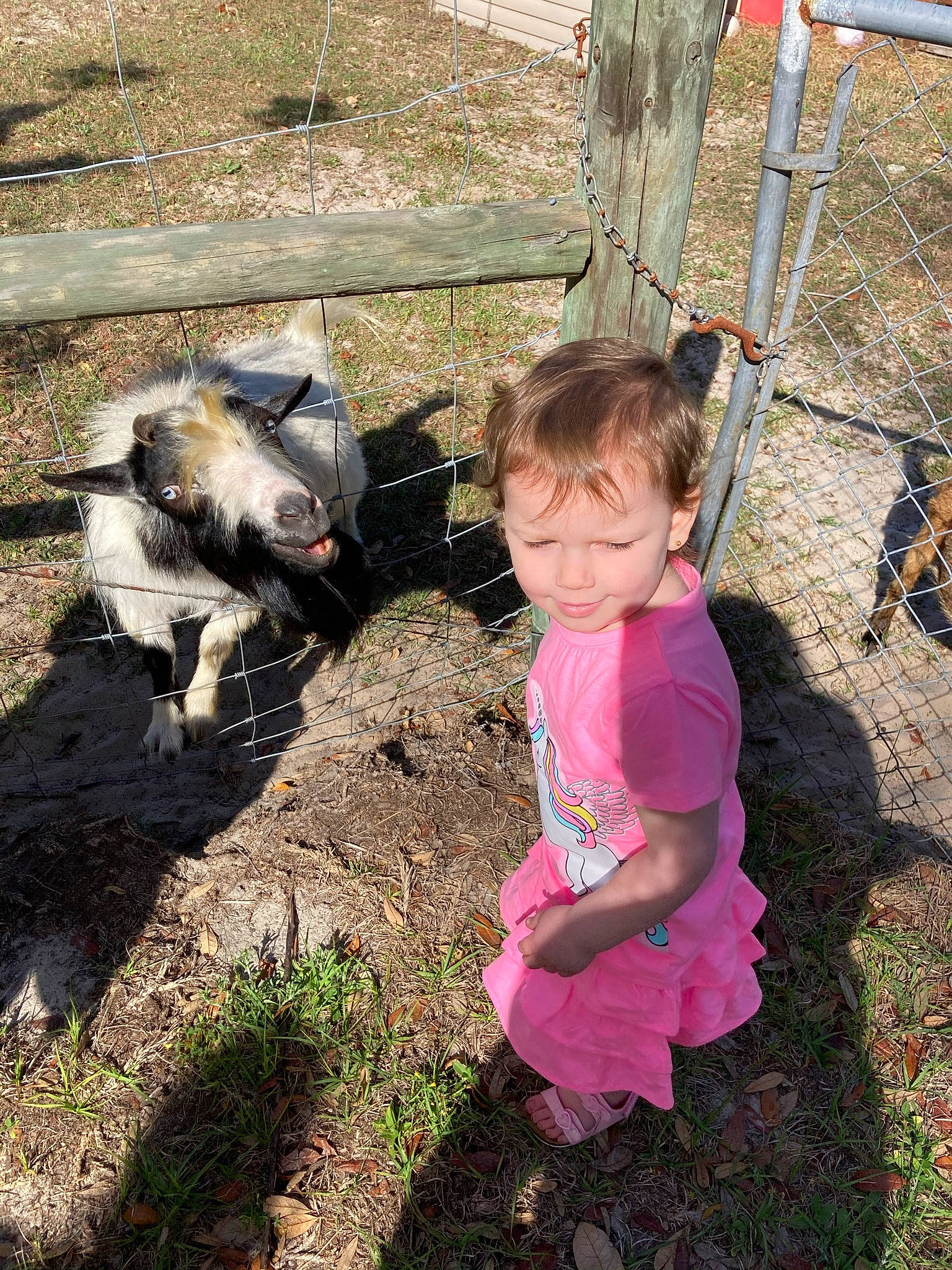 Braelyn joined the competition — help win amazing prizes! backyard, bovine, chicken, child, fence, flightless_bird, galliformes, garden, goats, grass, joy, landscape, livestock, pasture, person, plant, poultry, recreation, soil, toddler