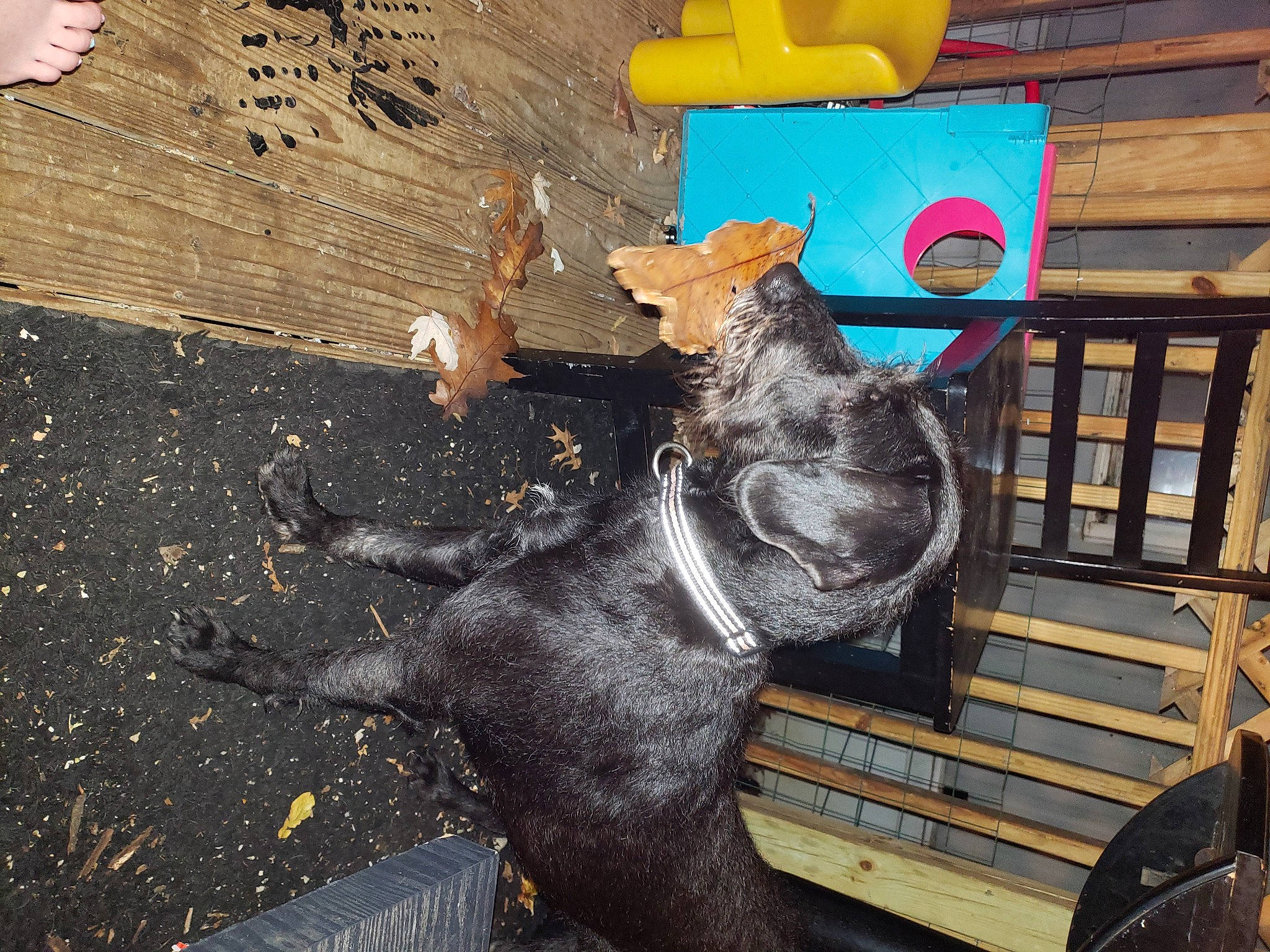 Pippi Mae joined the competition — help win amazing prizes! art, asphalt, carnivore, dog_breed, domestic_short_haired_cat, fawn, felidae, fur, plant, public_space, road_surface, sidewalk, small_to_medium_sized_cats, snapshot, tail, tar, vertebrate, whiskers, wood, working_animal