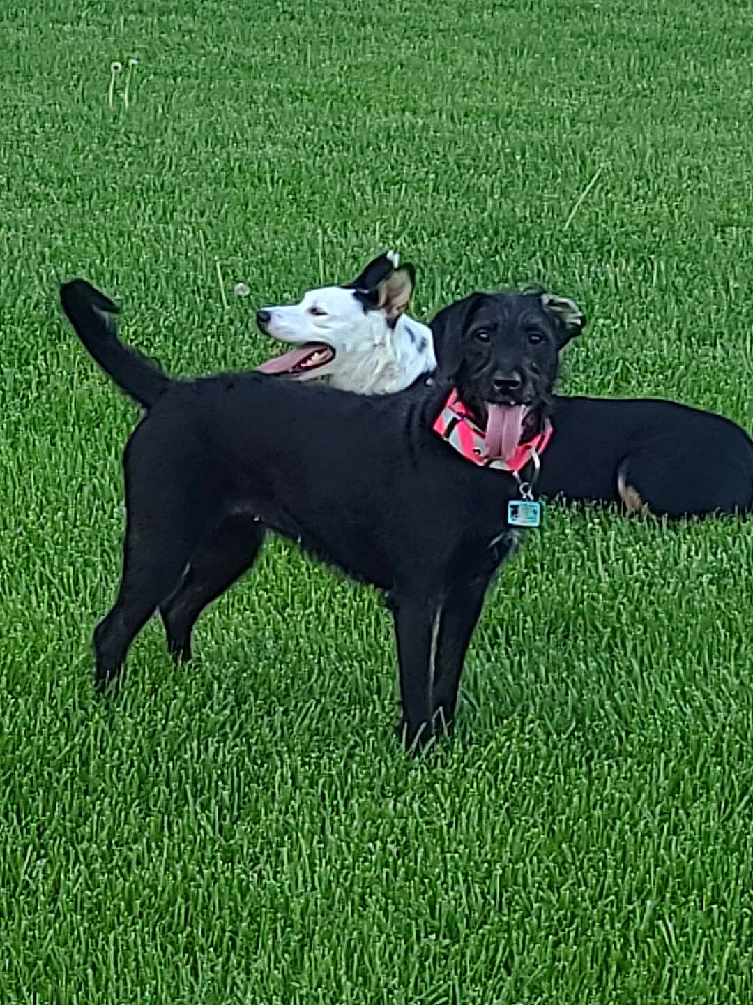 Pippi Mae is registered to the contest to win money with this photo: animal_sports, borador, canidae, carnivore, collar, companion_dog, dog, dog_breed, dog_collar, dog_sports, dog_supply, grass, non_sporting_group, pet_supply, snout, sporting_group, sports, tail, working_animal, working_dog