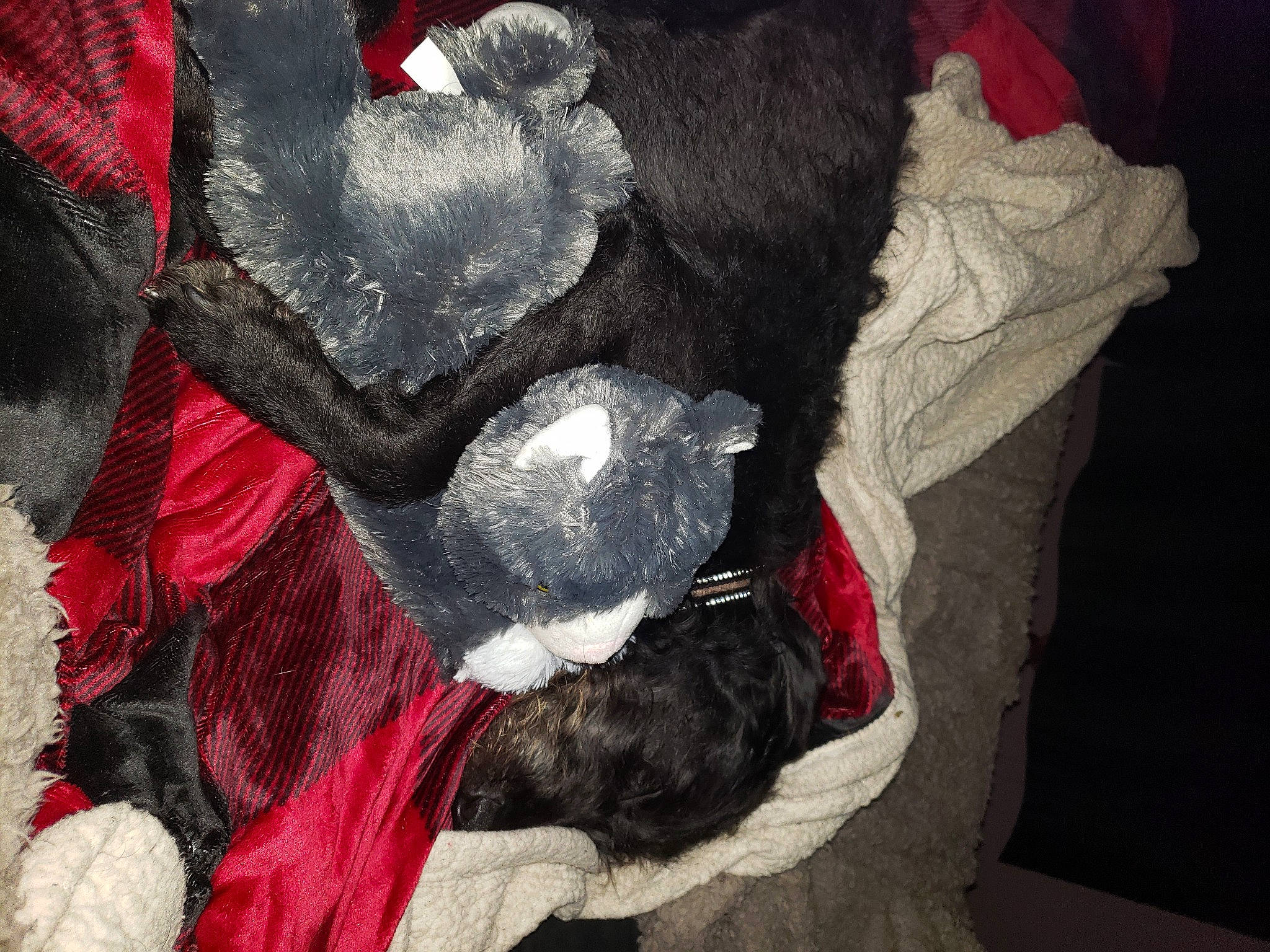 Pippi Mae joined the competition — help win amazing prizes! art, carmine, comfort, coquelicot, dog_breed, fashion_accessory, fictional_character, fur, linens, magenta, paint, painting, pattern, tail, tints_and_shades, visual_arts, wool