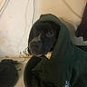 dog, hoodie, pet_bed, indoor, black_dog, white_markings, tile_floor, wall, cables, robotic_vacuum, clothing, sitting, looking, calm, cozy, home, casual, curious, relaxed, portrait