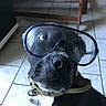 Youtou participe au concours pour gagner de l'argent avec cette photo : dog, black_and_white, goggles, indoor, floor_tiles, wooden_furniture, pet, close_up, curious_eyes, collar, leash, canine, animal, funny, wearing, looking_up, domestic, household, portrait, muzzle