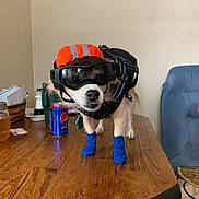 Thor joined the competition — help win amazing prizes! dog, pet, helmet, goggles, booties, harness, table, indoor, wooden_table, can, pepsi, furniture, living_room, brown, blue, orange, small_dog, domestic_animal, household_items, cute