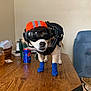 dog, pet, helmet, goggles, booties, harness, table, indoor, wooden_table, can, pepsi, furniture, living_room, brown, blue, orange, small_dog, domestic_animal, household_items, cute