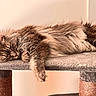 Tequila participe au concours pour gagner de l'argent avec cette photo : cat, sleeping, fluffy, long_hair, tabby, gray_cat, white_fur, whiskers, closed_eyes, paws, relaxed, resting, cat_tree, scratching_post, pet, indoors, cozy, cute, feline, horizontal_composition