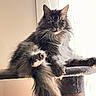cat, long_hair, fluffy, gray, tabby, pet, animal, feline, whiskers, ears, eyes, paws, sitting, lounging, cat_tree, indoors, window, curtain, portrait, sunlight