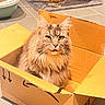 Tequila a rejoint le concours — aidez-le/la à gagner de superbes lots ! cat, long_hair, fluffy, gray_cat, yellow_eyes, pet, animal, portrait, sitting, cardboard_box, indoors, home, floor, tile_floor, litter_box, scratching_post, whiskers, ears, front_facing, cozy