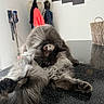 cat, fluffy_cat, gray_fur, longhaired, pet, animal, grooming, sleepy, relaxed, sitting, stretched_out, paws, whiskers, indoor, tabletop, home, vacuum_cleaner, coats, basket, wall_art