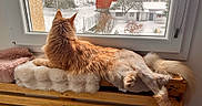 Uno participe au concours pour gagner de l'argent avec cette photo : cat, long_haired_cat, orange_cat, fluffy, feline, pet, lounging, relaxed, window, windowsill, snow, winter, snowy_landscape, outdoor_view, house, rooftops, trees, cozy, indoor, animal