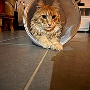 Uno a rejoint le concours — aidez-le/la à gagner de superbes lots ! cat, orange_cat, fluffy, long_hair, pet, animal, portrait, indoors, cone, protective_cone, paws, whiskers, ears, eyes, tile_floor, home, furniture, plant, warm_lighting, closeup