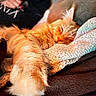 Uno participe au concours pour gagner de l'argent avec cette photo : cat, orange_cat, sleeping, fluffy, long_hair, pet, animal, cozy, blanket, cushion, indoor, nap, relaxed, whiskers, furry, tail, ginger, resting, home, closeup