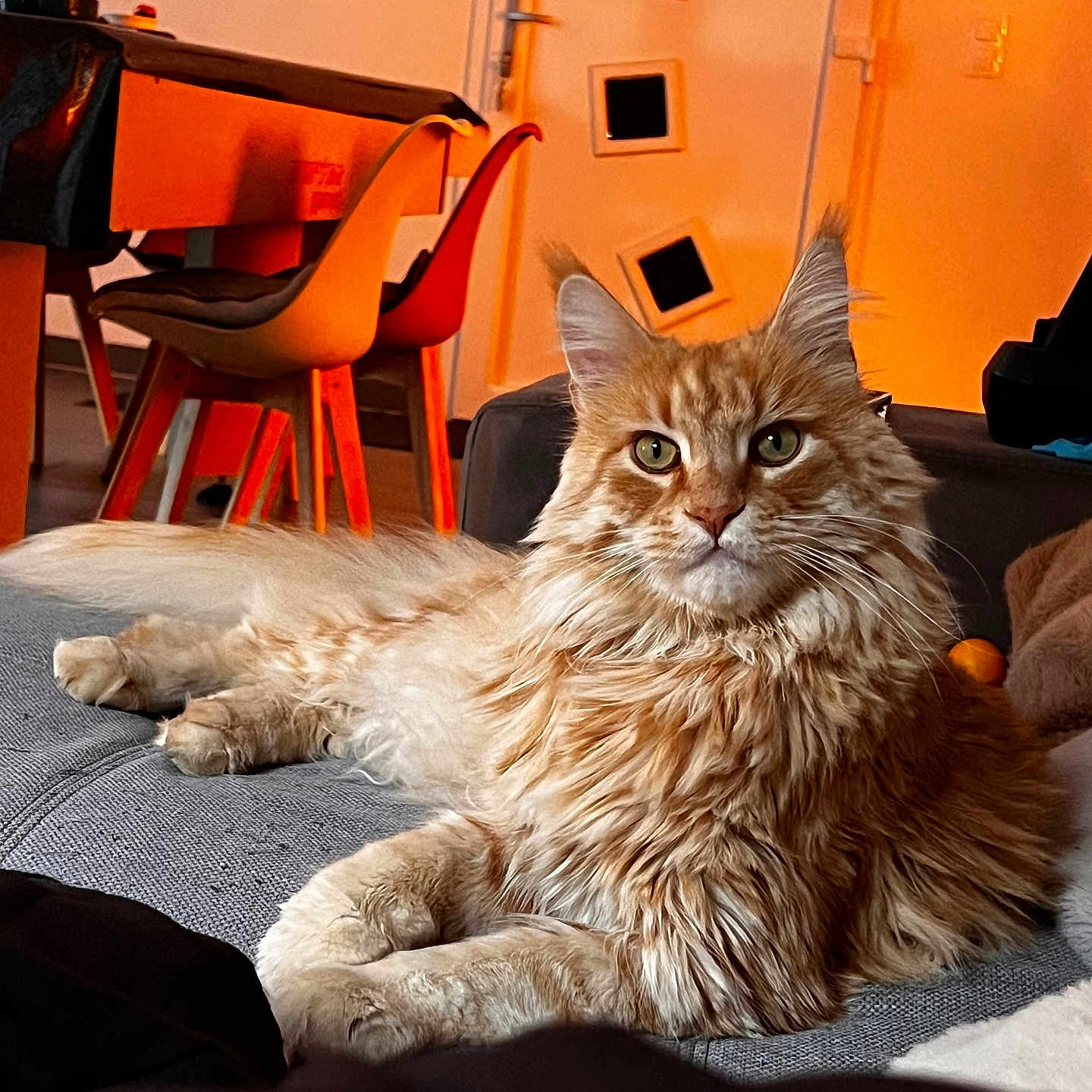 Uno participe au concours pour gagner de l'argent avec cette photo : cat, maine_coon, fluffy, longhaired, orange, tabby, pet, animal, couch, indoors, living_room, relaxed, lying_down, sitting, whiskers, green_eyes, ears, fur, portrait, home