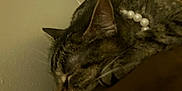 Stella Rose is registered to the contest to win money with this photo: cat, tabby_cat, pearl_necklace, sleeping, close_up, resting, indoor, pet, animal, feline, brown, striped, whiskers, ear, face, fur, cozy, dim_lighting, quiet, relaxed