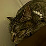 cat, tabby_cat, pearl_necklace, sleeping, close_up, resting, indoor, pet, animal, feline, brown, striped, whiskers, ear, face, fur, cozy, dim_lighting, quiet, relaxed