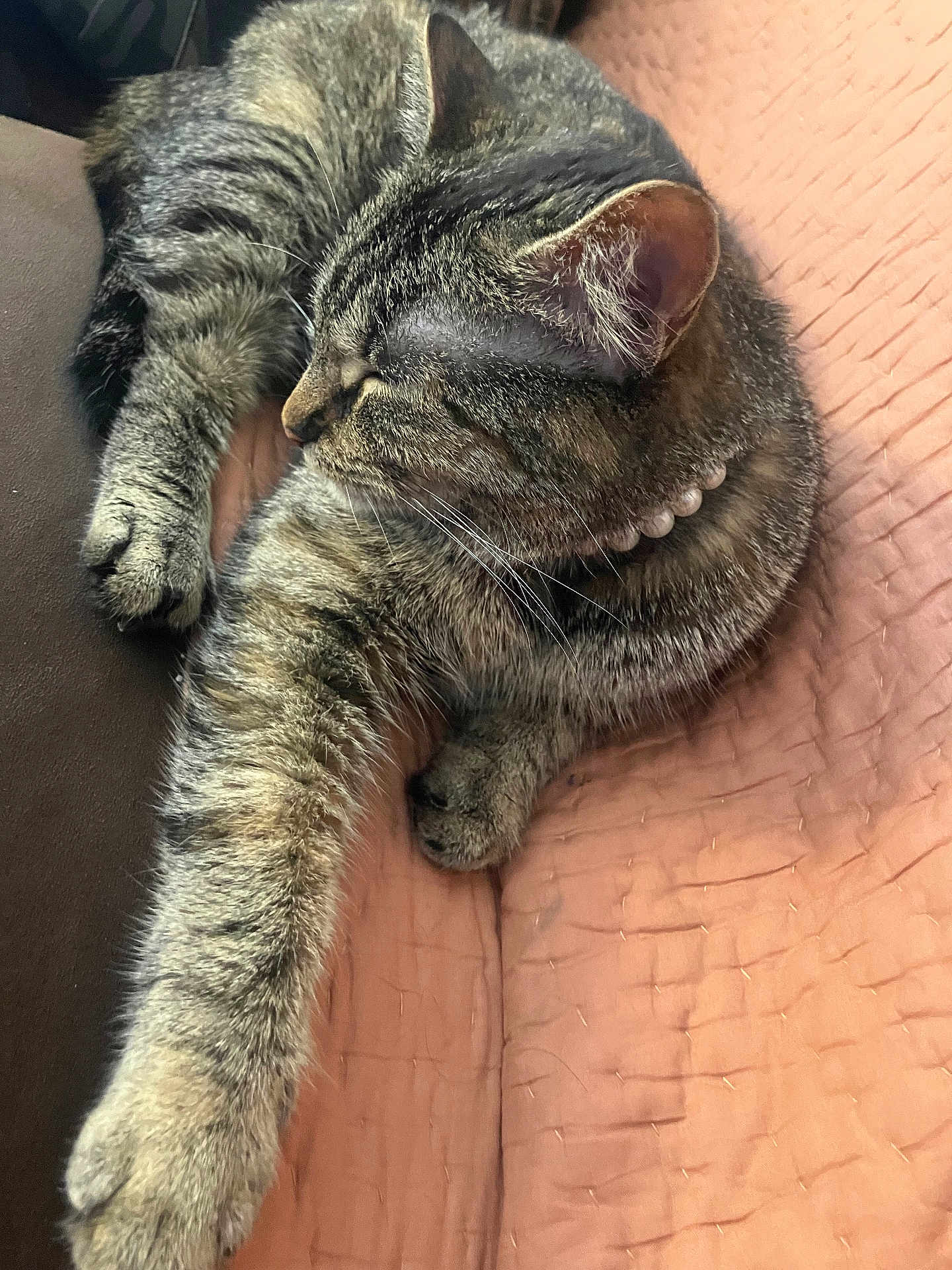 Stella Rose is registered to the contest to win money with this photo: cat, tabby, pet, sleeping, resting, paw, fur, whiskers, ear, necklace, pearl_necklace, cozy, blanket, texture, indoor, closeup, feline, relaxation, cute, animal