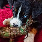 Blaze is registered to the contest to win money with this photo: puppy, dog, blue_eyes, toy, plaid, red_blanket, close_up, cute, pet, animal, fur, paw, lying_down, indoor, young_dog, black_fur, white_paw, brown_fur, nose, whiskers