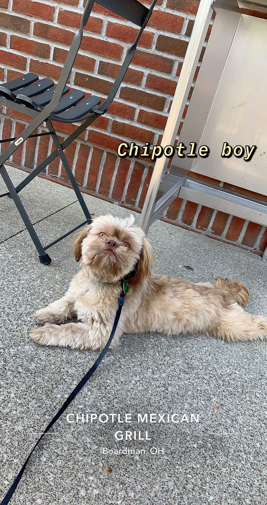 Cooper is registered to the contest to win money with this photo: canidae, carnivore, companion_dog, dog, dog_breed, fur, goldendoodle, liver, maltepoo, mammal, outdoor_furniture, snout, sporting_group, stairs, terrier, tongue, toy_dog, vertebrate, water_dog, working_animal