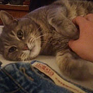 Elios participe au concours pour gagner de l'argent avec cette photo : cat, pet, human_hand, jeans, denim, bed, bookshelf, books, owl_statue, indoor, cozy, petting, feline, fur, close_up, portrait, whiskers, paw, blanket, shelf