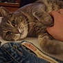 cat, pet, human_hand, jeans, denim, bed, bookshelf, books, owl_statue, indoor, cozy, petting, feline, fur, close_up, portrait, whiskers, paw, blanket, shelf