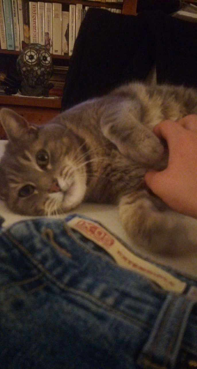 Elios participe au concours pour gagner de l'argent avec cette photo : cat, pet, human_hand, jeans, denim, bed, bookshelf, books, owl_statue, indoor, cozy, petting, feline, fur, close_up, portrait, whiskers, paw, blanket, shelf