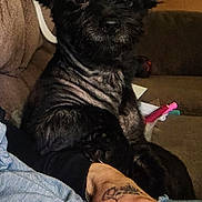 King joined the competition — help win amazing prizes! dog, black_dog, pet, indoor, couch, sofa, person, hand, tattoo, rings, living_room, furniture, seated, relaxed, animal, companion, domestic, fur, canine, resting