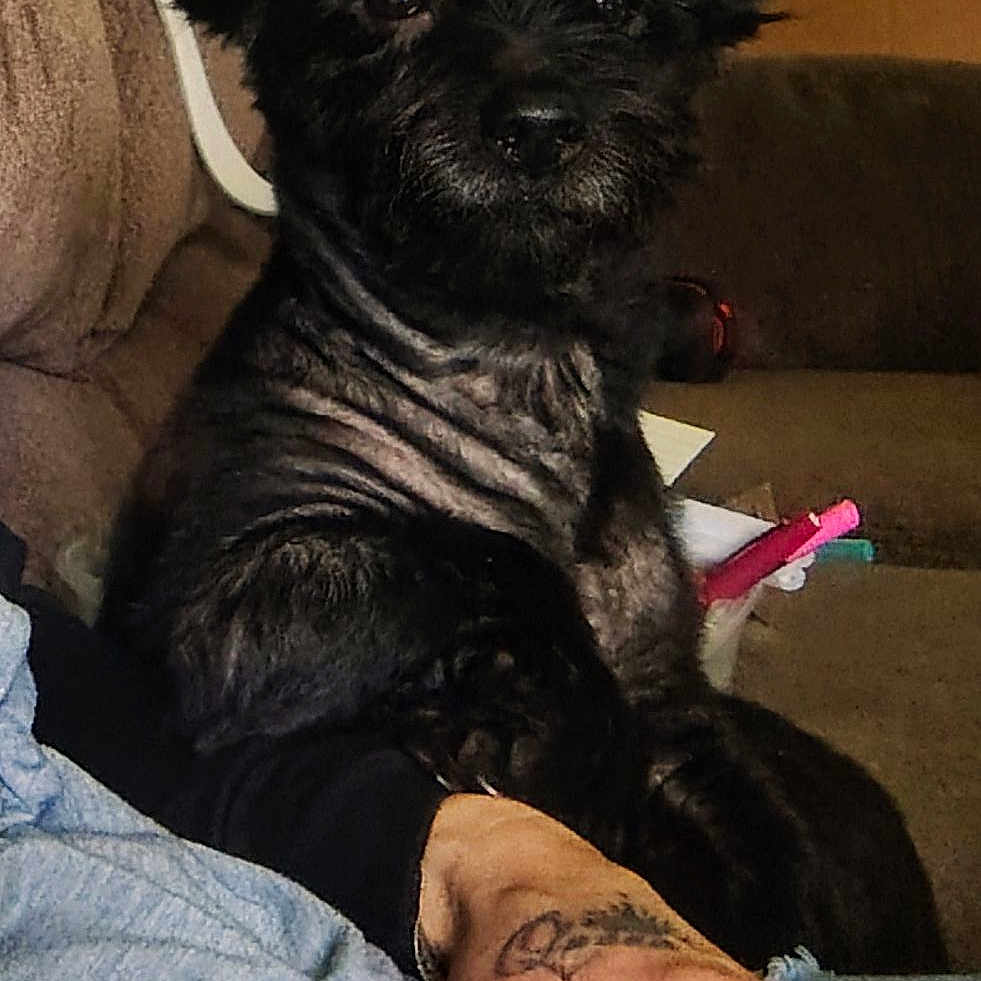 King joined the competition — help win amazing prizes! dog, black_dog, pet, indoor, couch, sofa, person, hand, tattoo, rings, living_room, furniture, seated, relaxed, animal, companion, domestic, fur, canine, resting