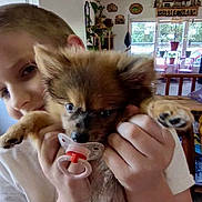 Bubbles joined the competition — help win amazing prizes! child, cute, dog, face, fluffy, furniture, hands, holding, home, indoor, light, pacifier, person, pet, plant, puppy, smile, window, wood, young