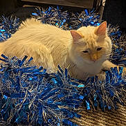 Simba joined the competition — help win amazing prizes! animal, blue, carpet, cat, closeup, cozy, cream_colored, cute, decorations, feline, fluffy, fur, holiday, indoor, pet, relaxed, resting, silver, soft, tinsel