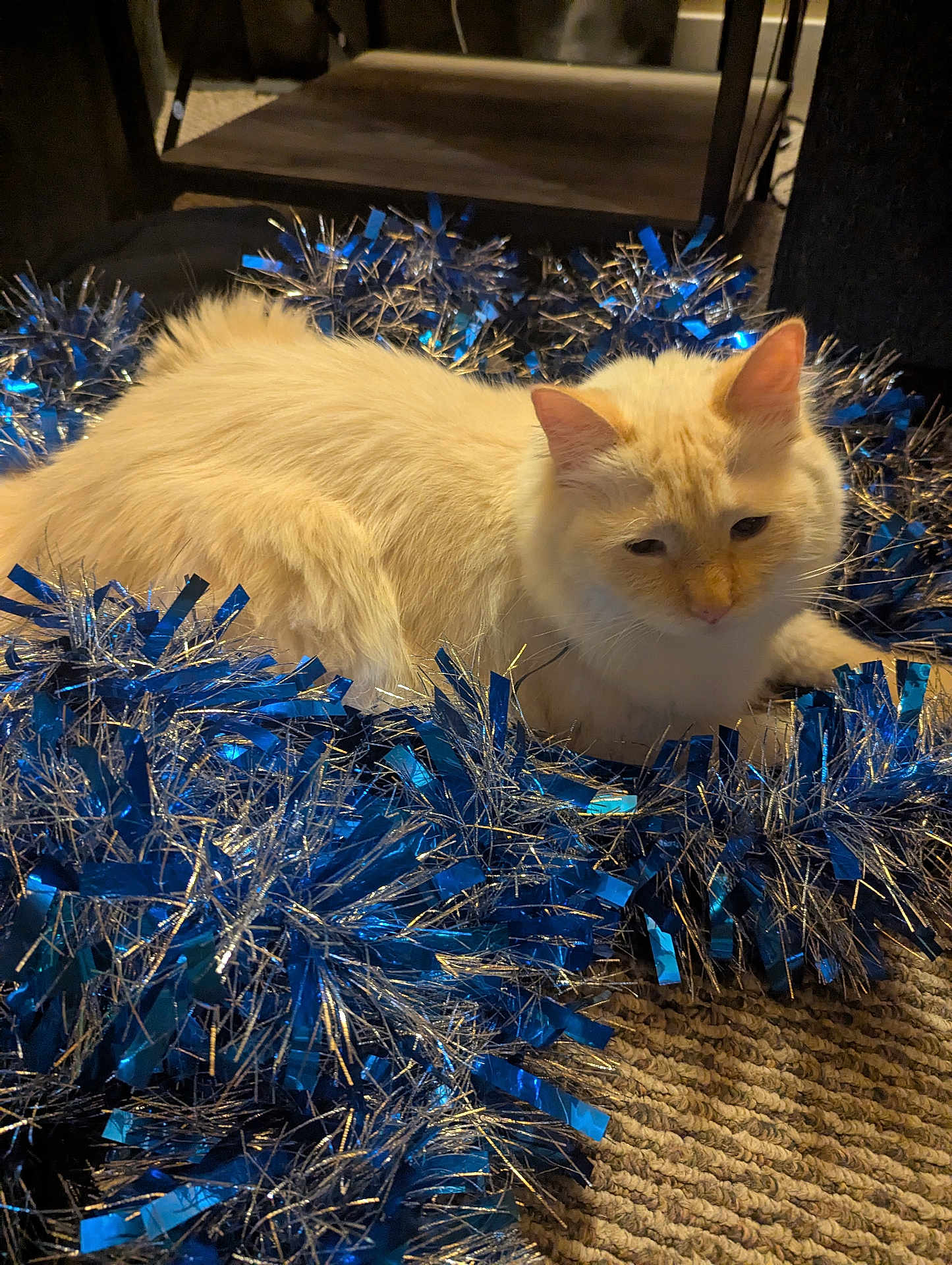 Simba