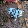 Kenyabinya is registered to the contest to win money with this photo: animal, attentive, backyard, black_patch, curious, dirt, dog, door, doormat, grass, harness, leaves, nature, outdoor, pet, shadow, sitting, sunlight, white_dog, yard