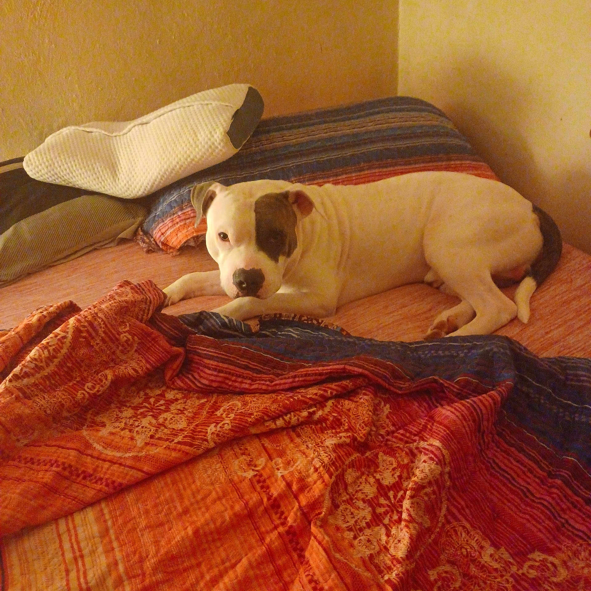 Kenyabinya is registered to the contest to win money with this photo: animal, bed, bedroom, blanket, canine, comfort, cozy, dog, domestic_animal, fur, indoor, laying_down, patterned_blanket, pet, pillow, quiet, relaxing, resting, warm_lighting, white_dog