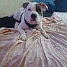 Kenyabinya joined the competition — help win amazing prizes! animal, bed, blanket, canine, collar, comfort, dog, domestic, ears, face, fur, gray, indoor, lying_down, pet, pillow, relaxed, resting, sheet, white