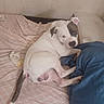 dog, bed, blanket, sheet, indoor, resting, white_dog, patch, curious, animal, pet, canine, fur, tail, paw, ear, nose, relaxed, comfort, home