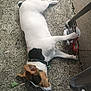 dog, animal, pet, lying_down, outdoor, concrete, toy, collar, white_fur, brown_fur, black_fur, relaxed, sleeping, paw, floor, chair_leg, texture, ground, daylight, casual
